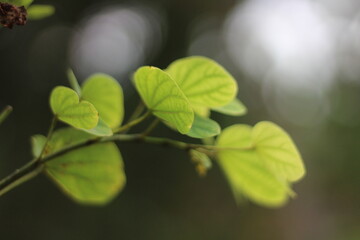 green leaves on a tree