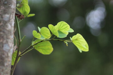 leaves on the tree