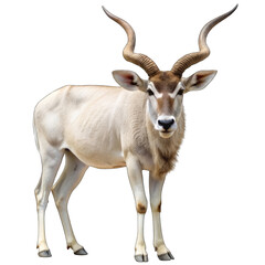 Fototapeta premium antelope isolated on white