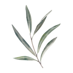 Obraz premium An olive branch on a white background. Palm, laurel branch with green leaves. A botanical illustration, hand-drawn in watercolor. Mediterranean fruits and berries. Clipart for olive oil labels.