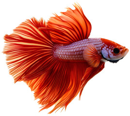 Fototapeta premium Majestic betta fish red, graceful isolated aquarium swimming, elegant pet aquatic motion animal, colorful beautiful exotic, underwater elegant tropical