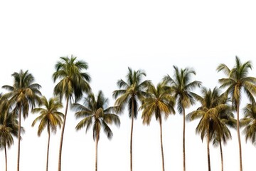 Obraz premium Tree backgrounds outdoors nature.