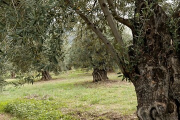 View of the olive grove near Itea town. Olive tree (Olea europaea). Greece. Europe.