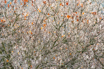 Pierwszy przymrozek © Grzegorz Polak