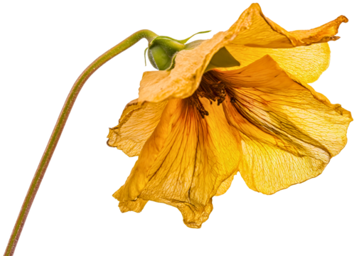 Poignant flower withered dead, melancholic plant isolated dry, fading dying old faded nostalgia, wilted romantic ethereal, delicate symbolic ephemeral