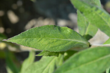 Lobelia Hadspen Purple leaf
