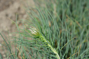 Kings spear flower buds