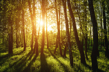 Obraz premium Grove of birches with young green leaves at sunset or sunrise in spring or summer. Vintage film aesthetic.