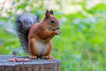 A young forest squirrel gnaws on a peanut while sitting on a tree stump.