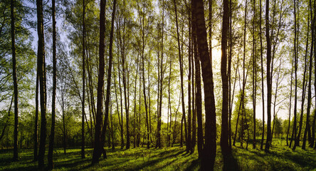 Sunset or sunrise in a spring birch forest with bright young foliage glowing in the rays of the sun and shadows. Vintage film aesthetic.