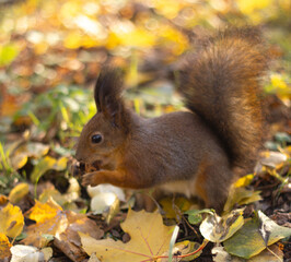 Red squirrel (Sciurus vulgaris) in autumn forest.
