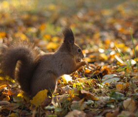 Red squirrel (Sciurus vulgaris) in autumn forest.