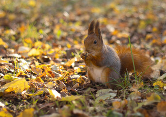Red squirrel (Sciurus vulgaris) in autumn forest.