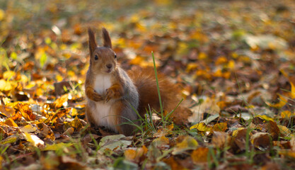 Red squirrel (Sciurus vulgaris) in autumn forest.