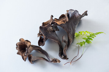 Black chanterelle mushrooms, Horn of plenty mushroom on white background. Craterellus cornucopioides, black chanterelles, black trumpet, or trumpet of the dead fresh wild mushrooms top view. 