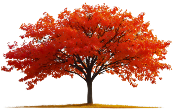 Vibrant maple tree red, seasonal leaf isolated foliage fall, natural forest autumn garden nature, beautiful botanical outdoor, green natural environment