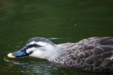 素早く水を飲むカルガモ　秋の公園