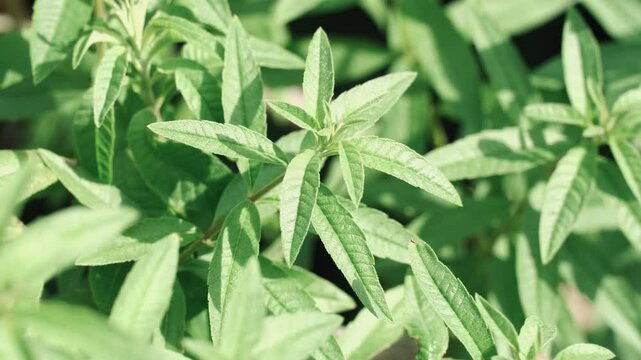 Close-up of the plant Aloysia citrodora known as cedron, citron, lemon verbena or verbena.