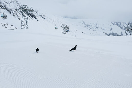 The Alpine chough or yellow-billed chough (Pyrrhocorax graculus) is a bird in the crow family, one of only two species in the genus Pyrrhocorax.