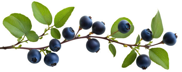 Fresh blueberry branch isolated, succulent fruit leaf raw organic, plump ripe plant sweet berry, natural delicious juicy, wild healthy harvest