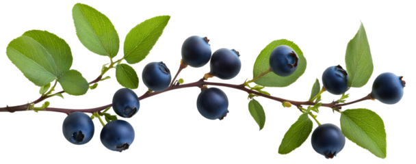 Fresh blueberry branch isolated, succulent fruit leaf raw organic, plump ripe plant sweet berry, natural delicious juicy, wild healthy harvest
