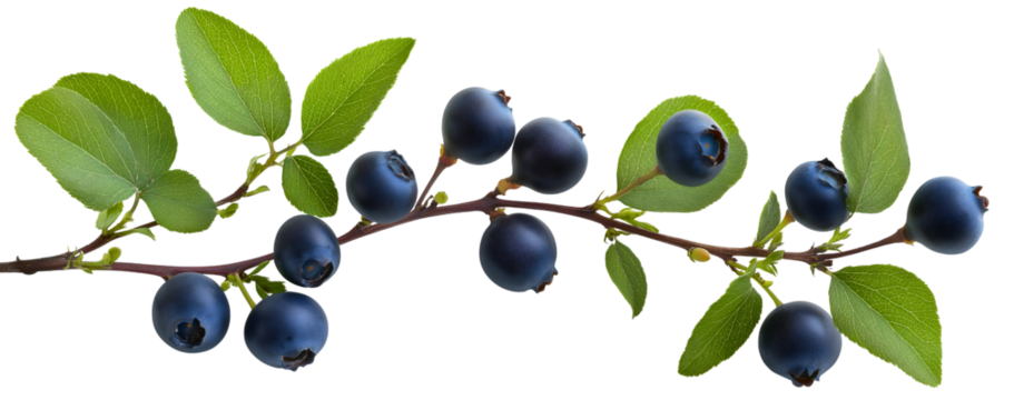 Fresh blueberry branch isolated, succulent fruit leaf raw organic, plump ripe plant sweet berry, natural delicious juicy, wild healthy harvest