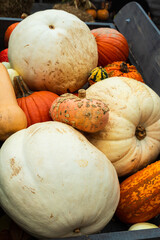 Vertical high angle closeup of a variety of different pumpkins displayed during a Fall morning
