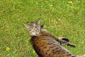 European Shorthair, domestic cat lies on the lawn in the grass. Self-grooming. Dutch garden. Summer, June, Netherlands