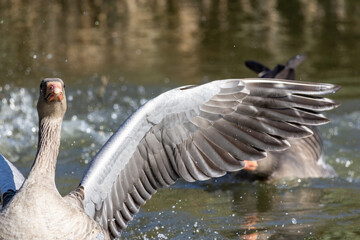Oche selvatiche all'oasi naturalistica di Manzolino