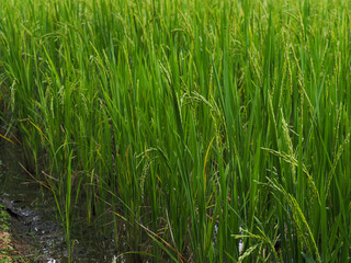 Rice plants in the field are beginning to bear ears.