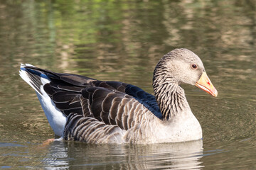 Oche selvatiche all'oasi naturalistica di Manzolino