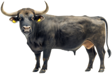 Powerful bull isolated side view, imposing standing huge cut out, majestic profile big beast full length, fierce aggressive strong, wild powerful dangerous