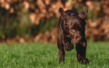 Coco, a 12 week old Chocolate Labrador Retriever puppy, runs across her English country garden during a warm and sunny winter's day, or is she simply saying 'Stop!'?