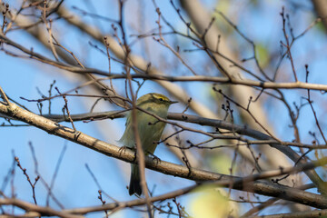 Luì piccolo presso l'oasi naturalistica di Manzolino.