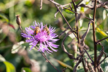 Eristalo tenace, Eristalis tenax, o mosca drone su fiore.