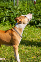 Young American Staffordshire Terrier looking up in sunny Finnish garden setting. Beautiful profile portrait of an Amstaff puppy wearing a decorative collar against the green natural background