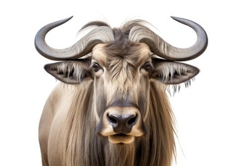 Naklejka premium Wildebeest livestock wildlife.