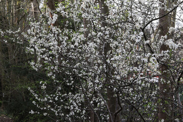 fleur de Prunellier commun, Prunus spinosa