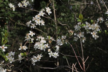 fleur de Prunellier commun, Prunus spinosa