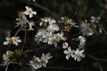 fleur de Prunellier commun, Prunus spinosa