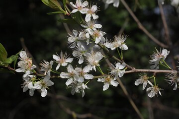 fleur de Prunellier commun, Prunus spinosa