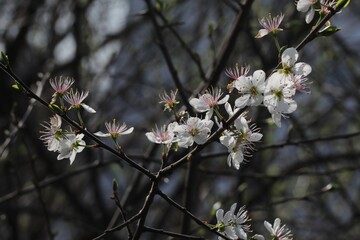 fleur de Prunellier commun, Prunus spinosa