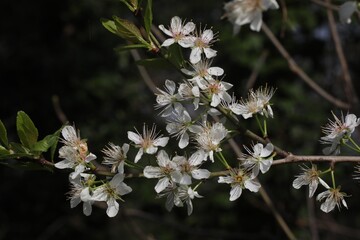 fleur de Prunellier commun, Prunus spinosa