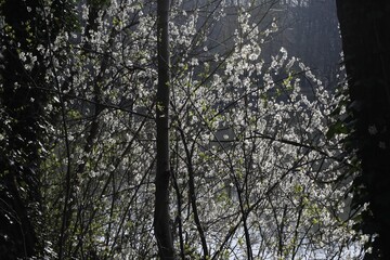 fleur de Prunellier commun, Prunus spinosa