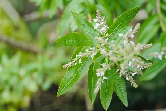 Close-up of the flowering plant Aloysia citrodora known as cedron, citron, lemon verbena or lemon verbena.