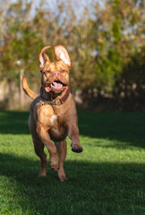 Mabel, a four year old Dogue de Bordeaux (French Mastiff), runs around the garden in the unusually...