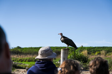 a white-backed vulture (Gyps africanus) 