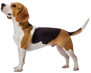Charming beagle dog isolated, alert pet breed brown hound, poised side view standing full length, adorable playful expressive, graceful animated spirited
