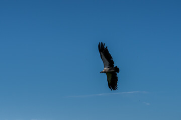 a white-backed vulture (Gyps africanus) 