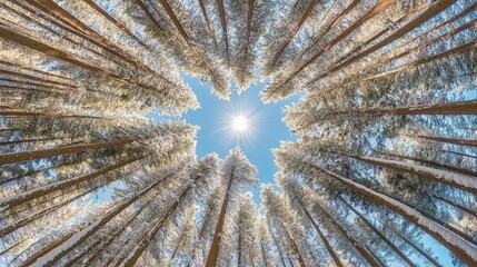 Majestic forest canopy with sunburst sky viewed from below in winter wonderland
